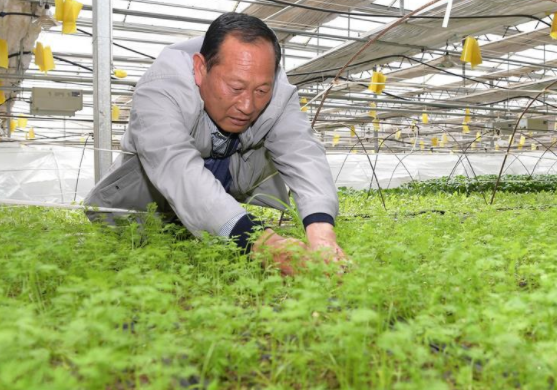 高原喜见“寿光绿”——“世界屋脊”上的蔬菜发展奇迹