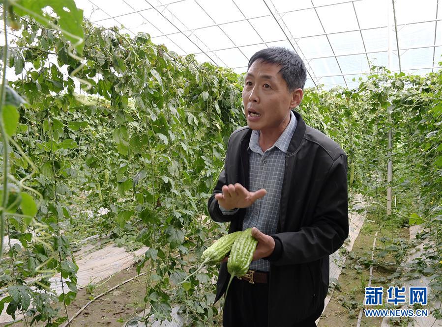 （走向我们的小康生活·决战决胜脱贫攻坚·图文互动）（4）高原喜见“寿光绿”——“世界屋脊”上的蔬菜发展奇迹