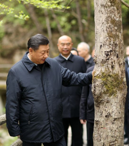 翩翩朱鹮舞秦岭 大山深处飞出“生态精灵”(图2)