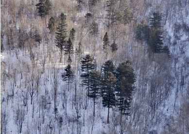 林海雪原威虎山