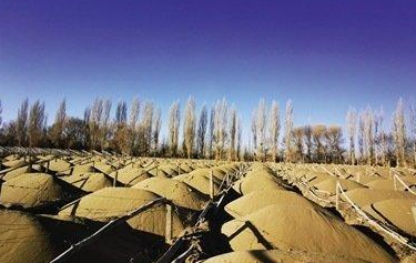 敦煌防护林被毁调查:未发现林地大面积减少