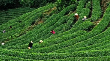 产值上升 屡获殊荣 邛崃黑茶全面助力乡村振兴