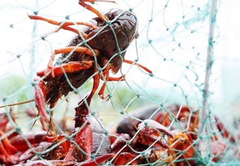 是什么让金星老师嗦不释手良品铺子x虾皇联名油焖大虾热销618