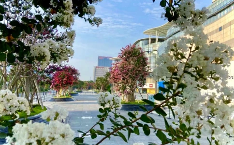 暑期网红打卡地：佛山王府井紫薇港