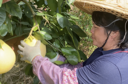 福建平和三红蜜柚，“甜蜜”助力乡村振兴！